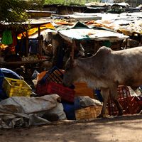 SAFARI FOTOGRÁFICO EN KENIA: EL VIAJE