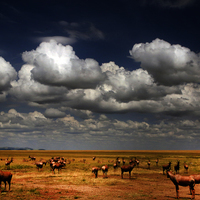 SAFARI FOTOGRÁFICO EN KENIA: EL VIAJE
