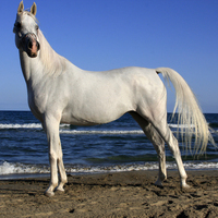 El caballo árabe