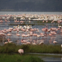 SAFARI FOTOGRAFICO EN KENIA LAGOS DE RIFT E INMERSION MASAI MARA